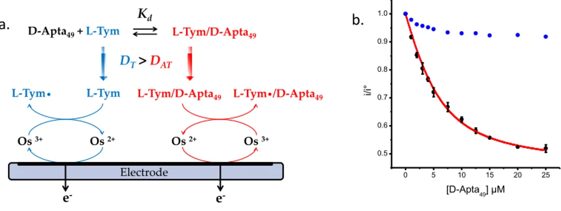 Fig 35 : a. Représentation schématique du processus de détection de la L-Tym en présence de D-Apta 49
