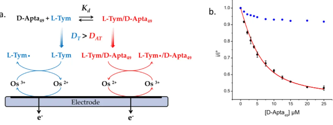 Fig 35 : a. Représentation schématique du processus de détection de la L-Tym en présence de D-Apta 49
