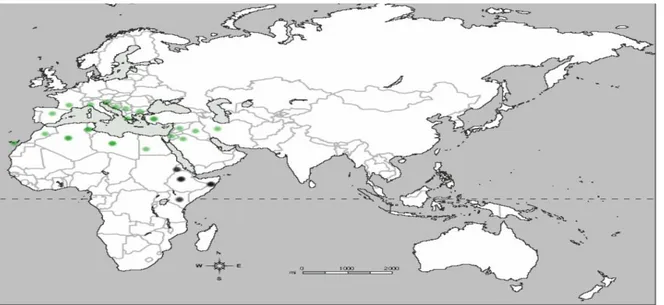 Figure 03: Carte de distribution de lentisque ( Pistacia lentiscus) dans le monde. (Al-Saghir, 2006) 