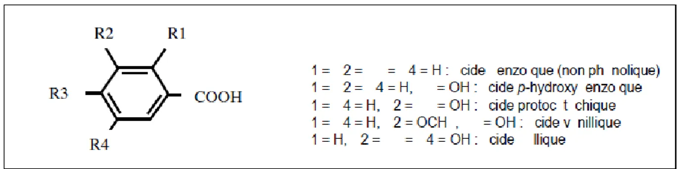 Figure 5 : Structures chimiques des acides hydroxybenzoïques (Bruneton, 2008). 