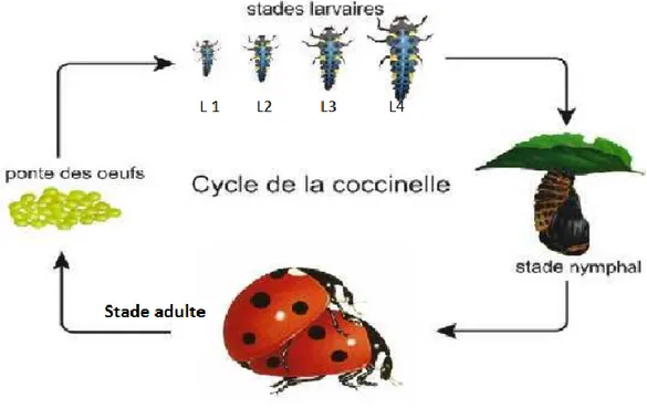 Figure 03:Cycle biologique d'une coccinelle (hamiti  et bouchaala, 2013).  4-  Spécificité alimentaire  