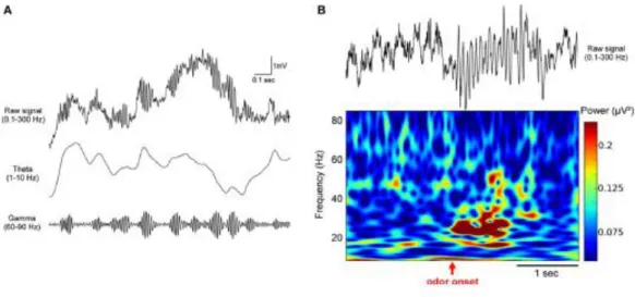 Figure 1.8 La stimulation olfactive modifie les oscillations bêta (15-35Hz) et gamma (60-90Hz) dans le BO