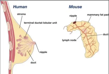 Figure I.1 : Représentation schématique de la glande mammaire humaine et de souris 
