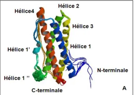 Figure I.9: Structure tridimensionnelle de la hPRL (Teilum et al ., 2005) 