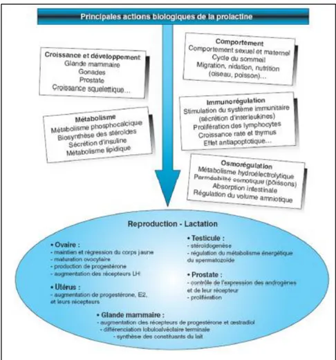 Figure I.11 : Principales actions de la PRL (Goffin et Touraine., 2005). 