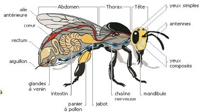 Figure 01: morphologie générale de l’abeille 