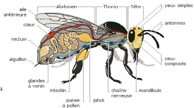 Figure 01: morphologie générale de l’abeille 