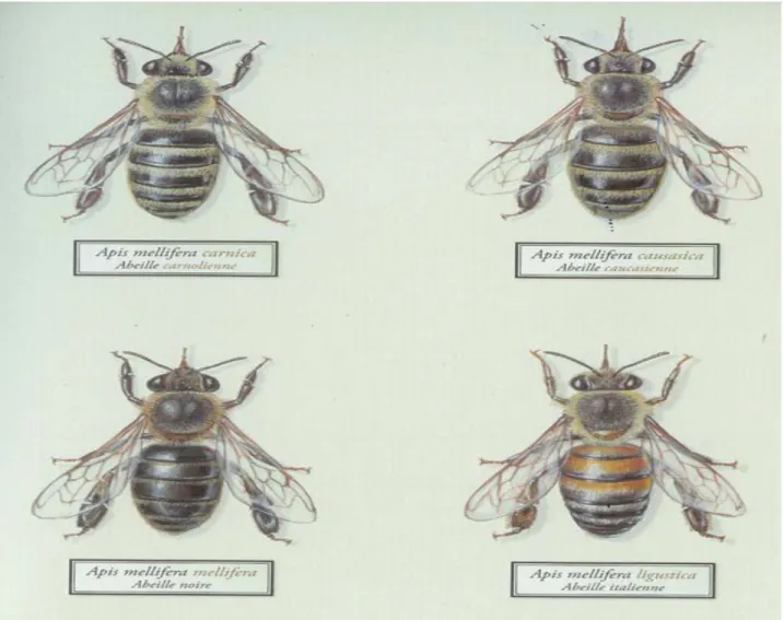 Figure 02 : différentes sous espèces d’abeille Apis mllifèra 