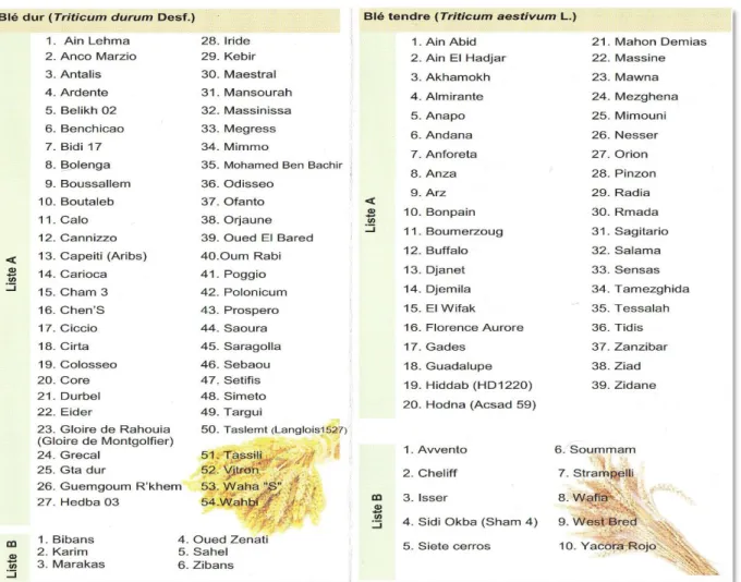 Tableau  I :  Liste  des  variétés  de  blés  (dur  et  tendre)  autorisées  à  la  production  et  à  la 