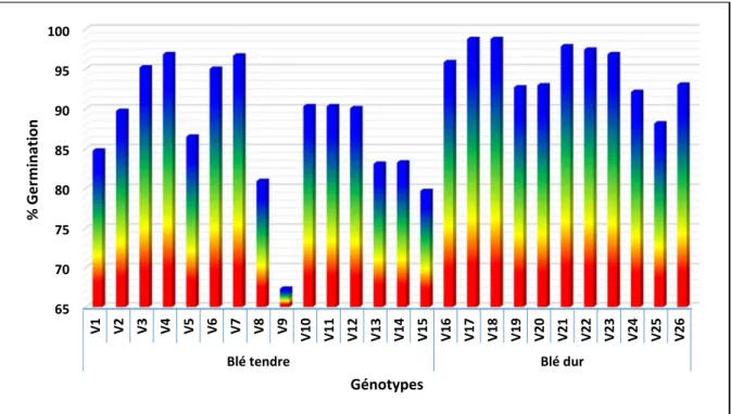 Figure 5 : Pourcentage de germination (effet moyen) des variétés de blé évaluées. 