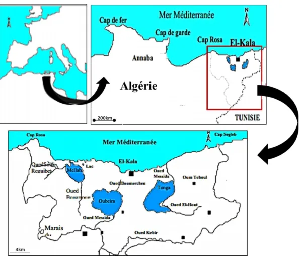 Figure 04 : Localisation géographique de la zone d'échantillonnage: la lagune El-Mellah, El-Kala 