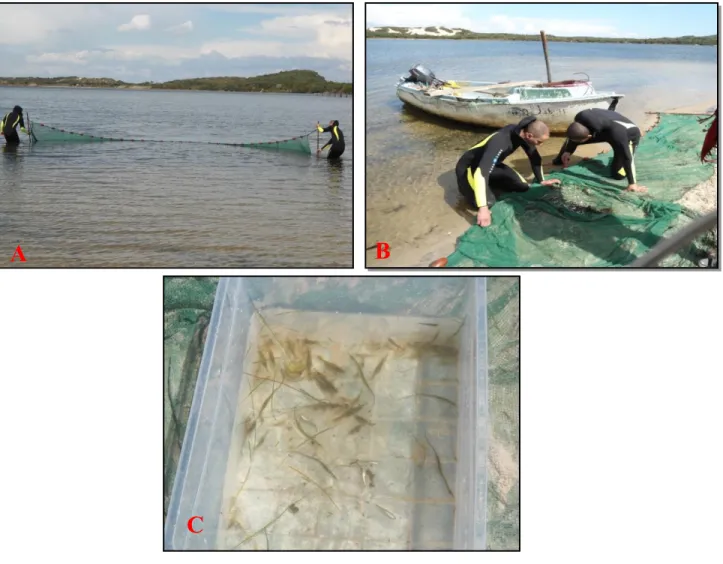 Figure 06 : Les différentes étapes de la technique de pêche de P. adspersus  