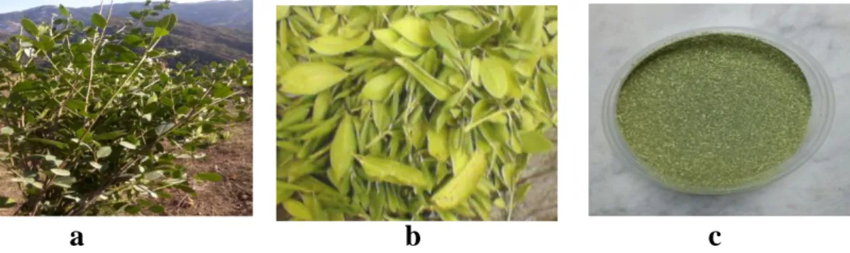 Figure 3: la partie aérienne de Rhamnus alaternus L : (a-fraiche, b-sèche, c- poudre) 