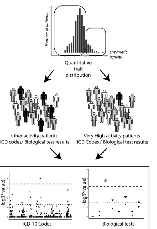 Figure 2. Schematic representation of a PheWAS on a quantitative trait, analyzing ICD codes and biological test results