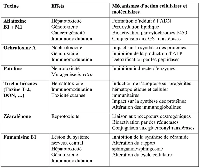 Tableau  II :  Effets  identifiés  ou  suspectés  des  principales  mycotoxines  et  mécanismes  d’action cellulaires et moléculaires identifiés expérimentalement (AFSSA, 2006)