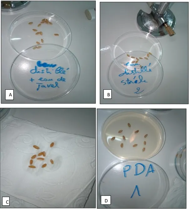 Figure 6 : Isolement des moisissures sur le milieu PDA. A) désinfection superficiel ,  B) rinçage, C) séchage, D) ensemencement