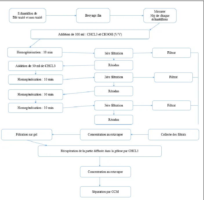 Figure 7 : Les étapes d’extraction des mycotoxines à partir les substrats de blé dur. 