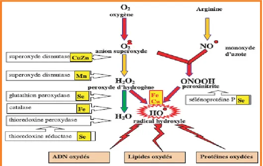 Figure 1 : Mode d’action des principaux systèmes enzymatiques antioxydants et de leurs  cofacteurs métalliques(Favier2003) 