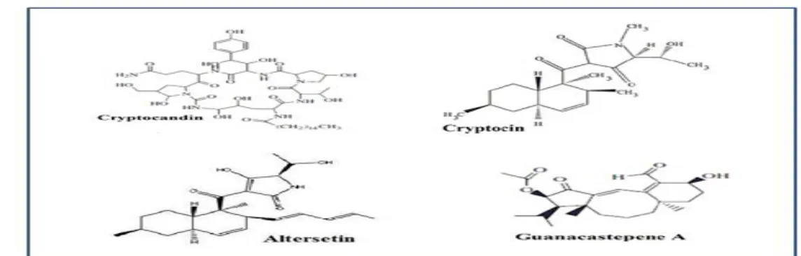 Figure  2:  Quelques  substances  antimicrobiennes  produites  par  les  champignons  endophytes  (Selim et al., 2012)