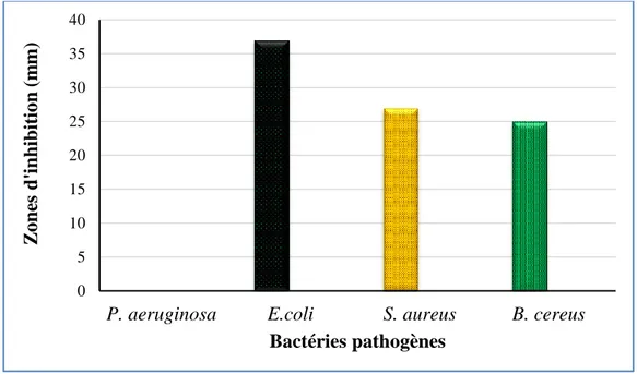 Figure 9 :  Zones d’inhibition des bactéries pathogènes par le champignon endophyte.  