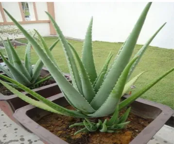 Figure 2: Plante d’Aloe Vera, (Nous avons pris la photo dans département de conservation du 