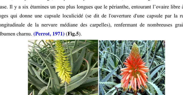 Figure 05 : Photos des fleurs D'Aloe Vera Barbadensis Miller,  (Perrot, 1971) .  Les graines, d’environ 7mm, sont brunes foncées, ailées  (Perrot, 1971).