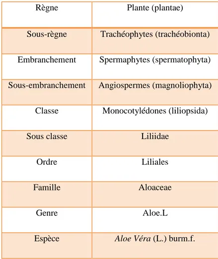 Tableau I : Classification de l’Aloe Vera, (cronquist ,1981).  (Michayewi, 2013).