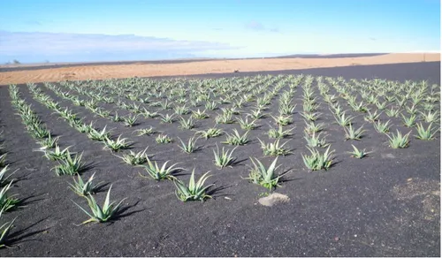 Figure 07: Photo d'un champ de pants d'Aloe Vera aux Iles Canaries  (Photographie d'un  champ de pants d'Aloe vera aux Iles Canaries [en ligne], consultée le 30 mars 2015) 