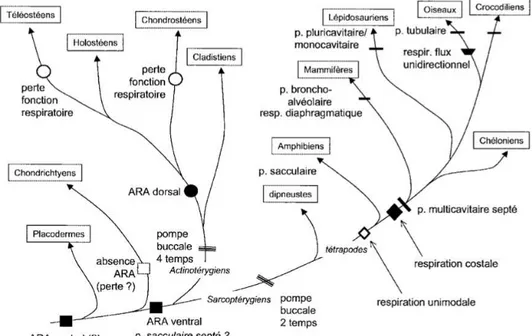 Fig. 3.3 – Sch´ema r´ecapitulatif de l’´evolution du poumon des vert´ebr´es.