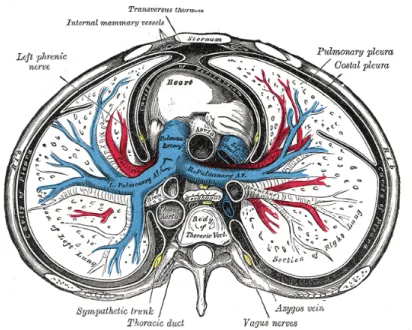 Fig. 3.6 – Sch´ema de la croissance de l’organe entier et des veines et art`eres pulmonaires, par Henry Gray.