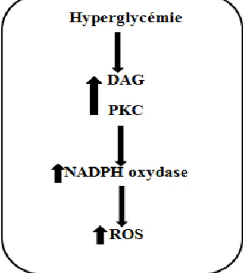Figure 8 : Voie de la PKC dans le cadre de la pathologie diabétique. ( Koya, 1998).