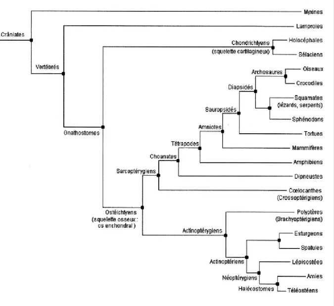 Figure 2 : une classification cladistique simplifiée des Crâniates  (Lecointre, 1995)