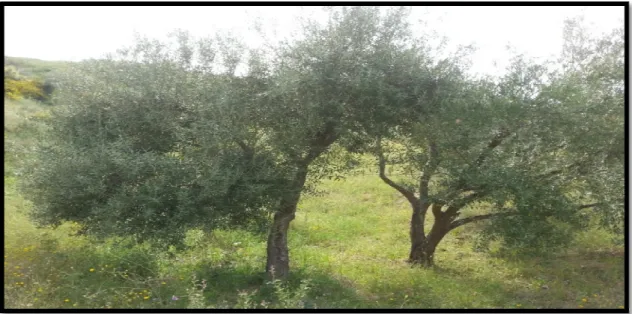 Figure 03 : L’arbre d’olivier. 