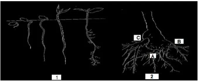 Figure  04 : Développement du système racinaire de l’olivier, 1 : germination du noyau 