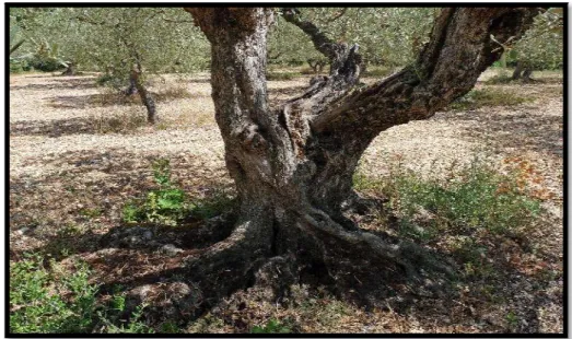 Figure 0 II.1.3.2 Les charpentières 
