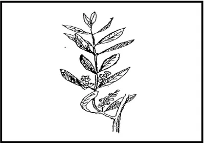 Figure 06 : Rameau florifère (Gaussen, 1982).  II.1. 3.4. Les feuilles 