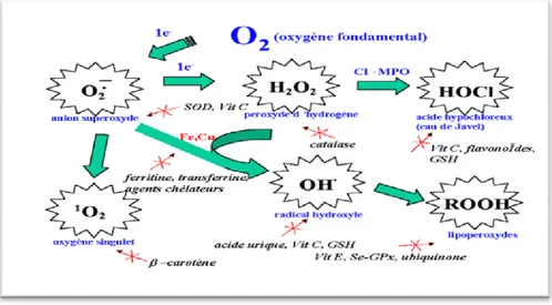 Figure 12 : Espèces Réactives Oxygénées et systèmes de protection antioxydant ( Benbrinis, 2012)