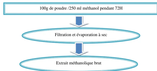 Figure 15: Protocole de préparation de l’extrait méthanolique de la plante pistacia lentiscus 