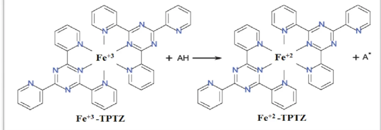 Figure 17 : Réduction du complexe Fe+3-TPTZ en Fe+2-TPTZ par un antioxydant (Toure,  2015)