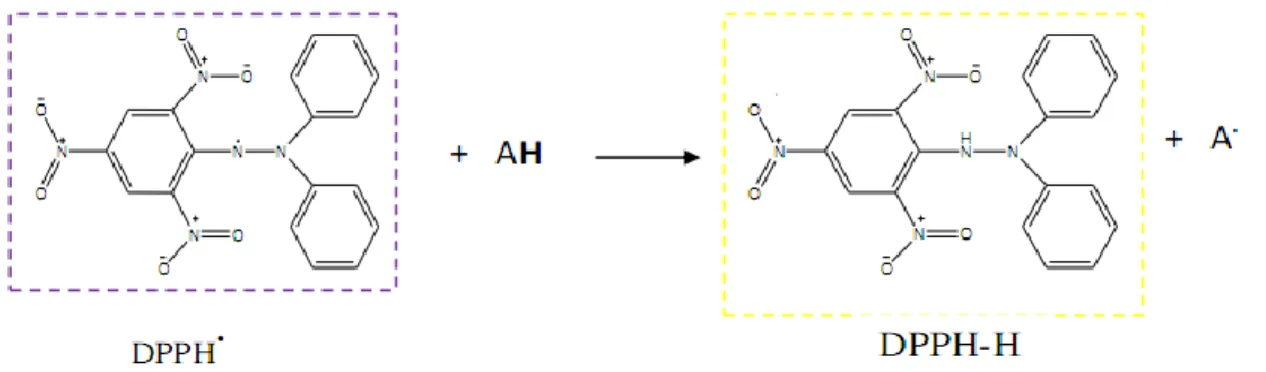 Figure 07 : Mécanisme réactionnel intervenant lors du test DPPH entre l‘espèce radicalaire  DPPH• et un antioxydant (AH)
