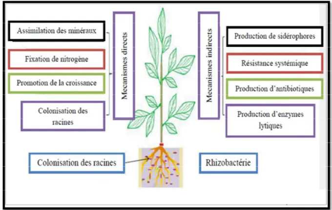 Figure 1: Représentation schématique des mécanismes d’action directe et indirecte employés 