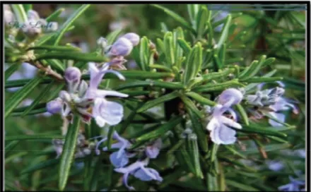 Figure 2: Plante de Romarin (Rosmarinus officinalis)  I.3.2 La Camomille 