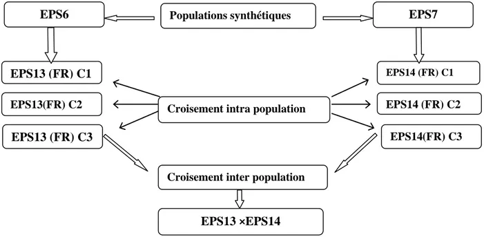 Figure 2 : Schéma représentatif du mode d’obtention des différents génotypes 