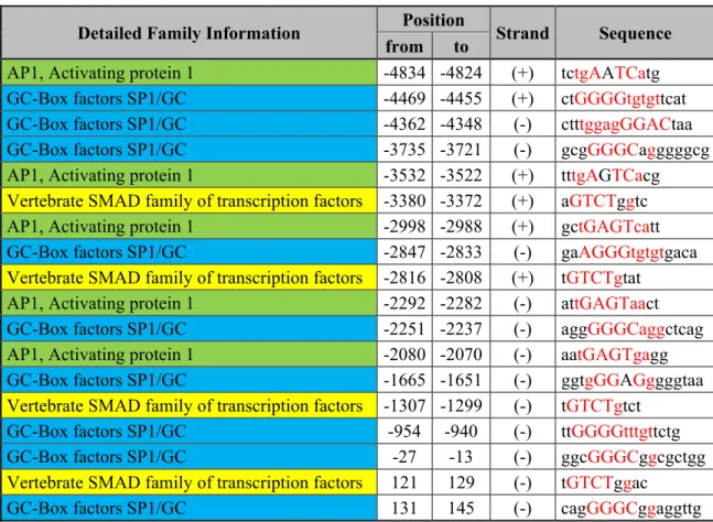Table  1:  Putative  Transcription  Factor  Binding  Sites  related  to  TGF-β  in  the  CTGF  promoter