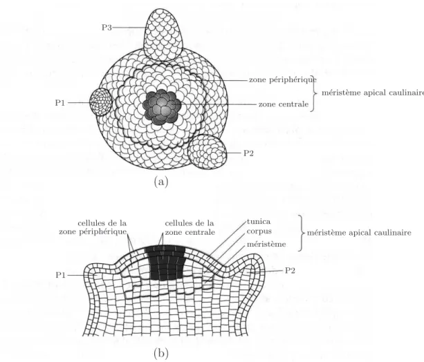Figure 1.2 – Repr´esentation sch´ematique de l’extr´emit´e d’une tige [ 67 ] (a) Vue de dessus
