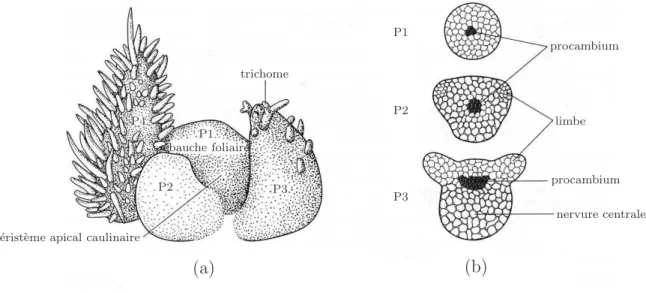 Figure 1.3 – D´eveloppement des feuilles [ 67 ] (a) Ext´emit´e d’une tige de tabac (b) Coupes transversales des primordia