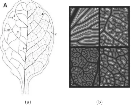 Figure 1.6 – (a) Sch´ema du r´eseau vasculaire d’une feuille d’Arabidopsis [ 78 ] (b) Illus- Illus-tration de la r´egularit´e des r´eseaux de nervures [ 59 ]
