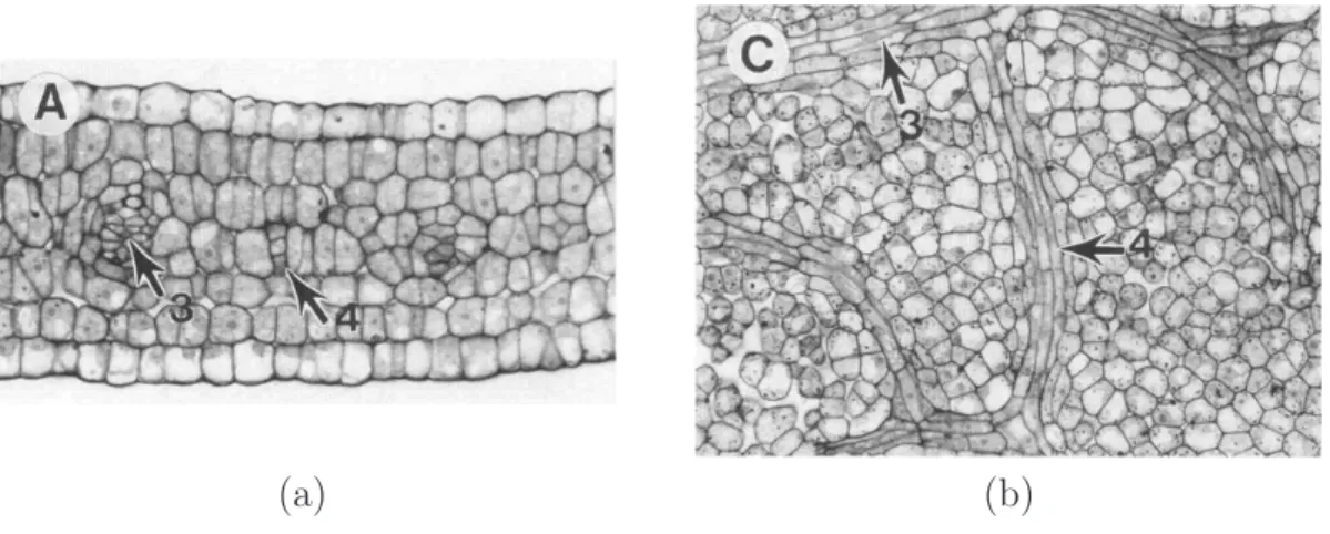 Figure 1.10 – Cellules provasculaires dans une feuille d’Arabidospsis [ 78 ] (a) Vue en coupe (b) Coupe parall`ele `a l’´epiderme