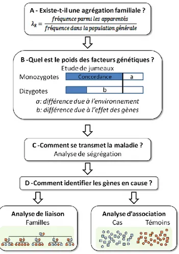 Figure 16 – Les différentes étapes de l’épidémiologie génétique des maladies complexes 