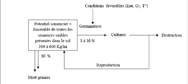 Figure 03 : Dynamique des mauvaises herbes sur une parcelle. (KARKOUR, 2012)  2.7. Impact économique des adventices : 